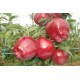 Саженцы яблони сорт Ред Чиф, подвой 54-118