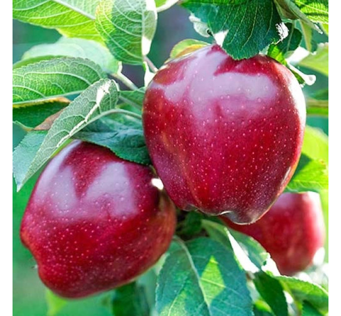 Саженцы яблони сорт Ред Чиф, подвой 54-118