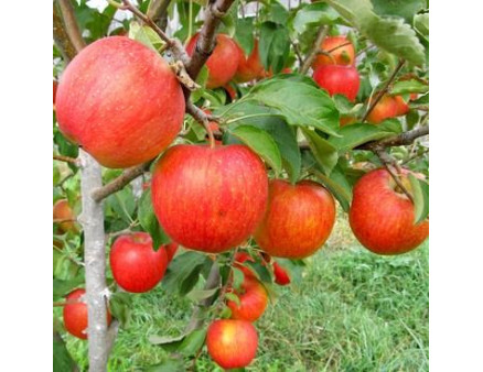 Саженцы яблони сорт Пинова, M106 Саженцы яблони сорт Пинова, M106