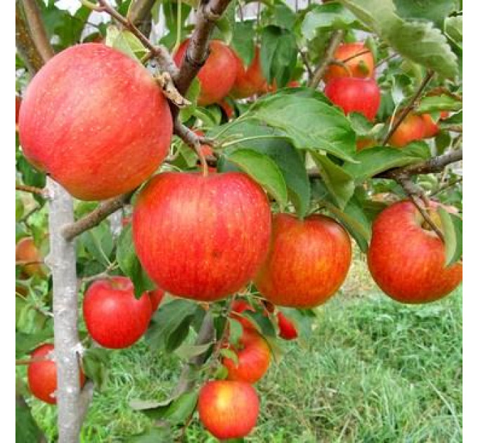 Саджанці яблуні сорт Пинова