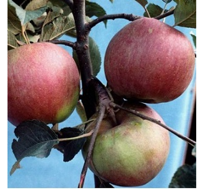 Саджанці яблуні сорт Онука