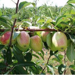 Яблуня сорт зимова Кандиль Синап