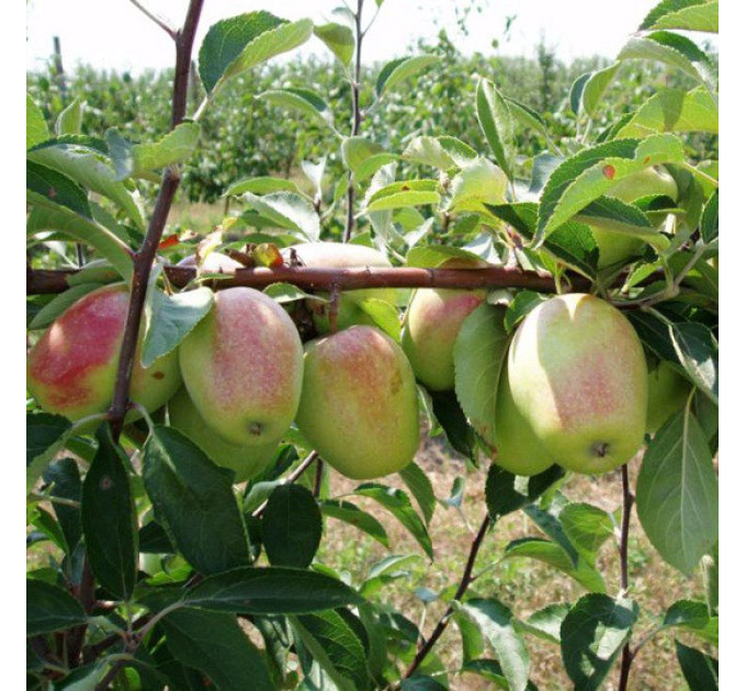 Яблуня сорт зимова Кандиль Синап