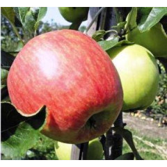Яблуня річна сорт Дельбарестиваль