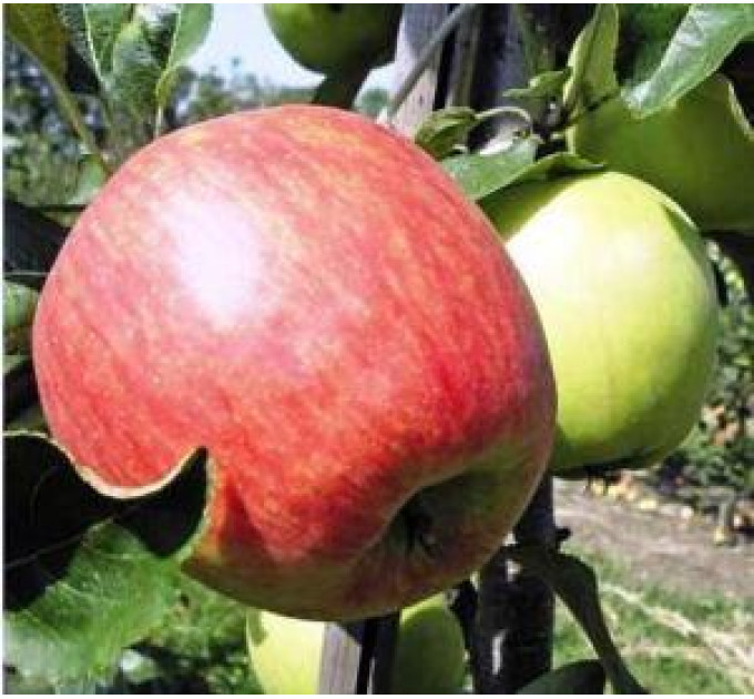 Яблуня річна сорт Дельбарестиваль