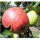 Яблуня річна сорт Дельбарестиваль
