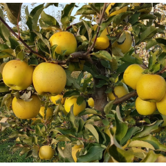 Саджанці яблуні сорт Голд Раш, підщепа 54-118