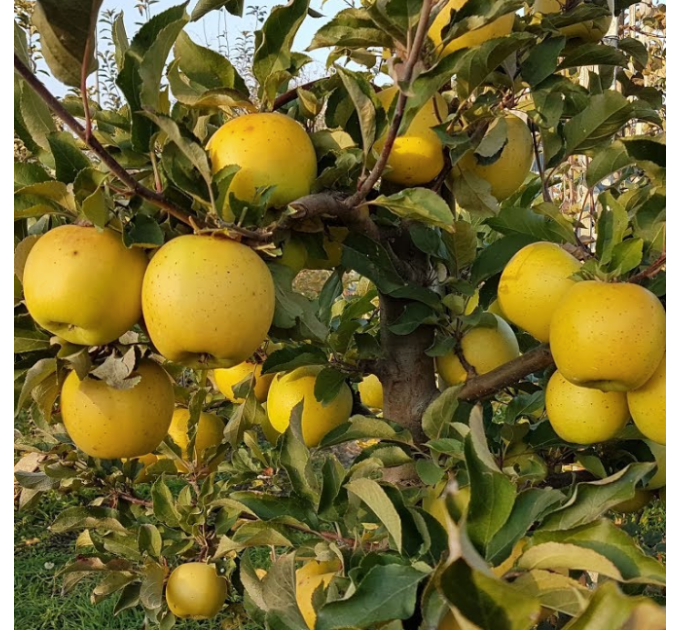 Саджанці яблуні сорт Голд Раш, підщепа 54-118