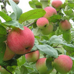 Саджанці яблуні сорт Аскольда