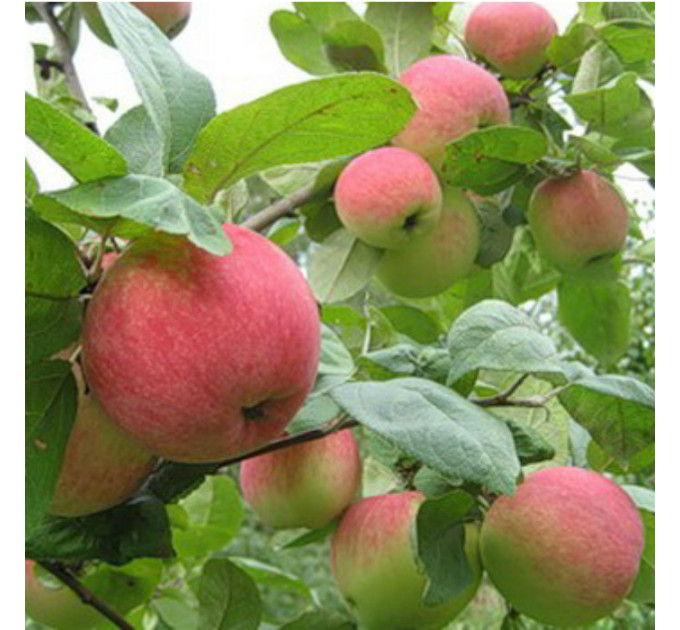 Саджанці яблуні сорт Аскольда