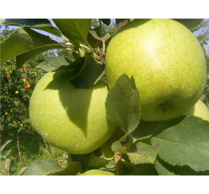 Саджанці яблуні сорт Голд Раш, підщепа 54-118