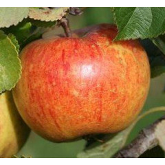 Яблуня сорт Кідс Оранж Ред