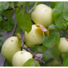 Саджанці яблуні сорт Золотий Монах