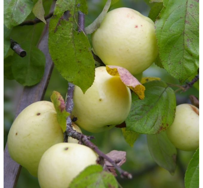 Саджанці яблуні сорт Золотий Монах