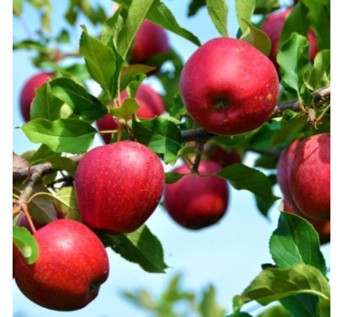Саджанці яблуні сорт Моді, підщепа 54-118