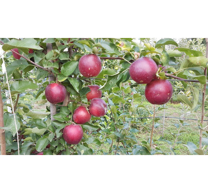 Саджанці яблуні сорт Моді, підщепа 54-118