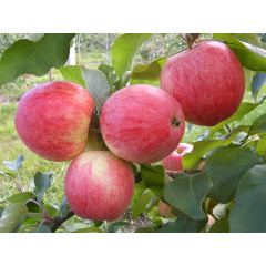 Саджанці яблуні сорт Мелба, підщепа 54-118