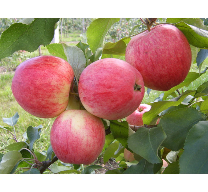 Саджанці яблуні сорт Мелба, підщепа 54-118