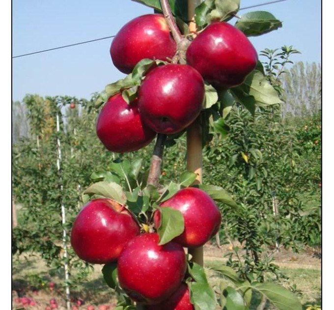 Саджанці яблуні сорт Моді, підщепа 54-118