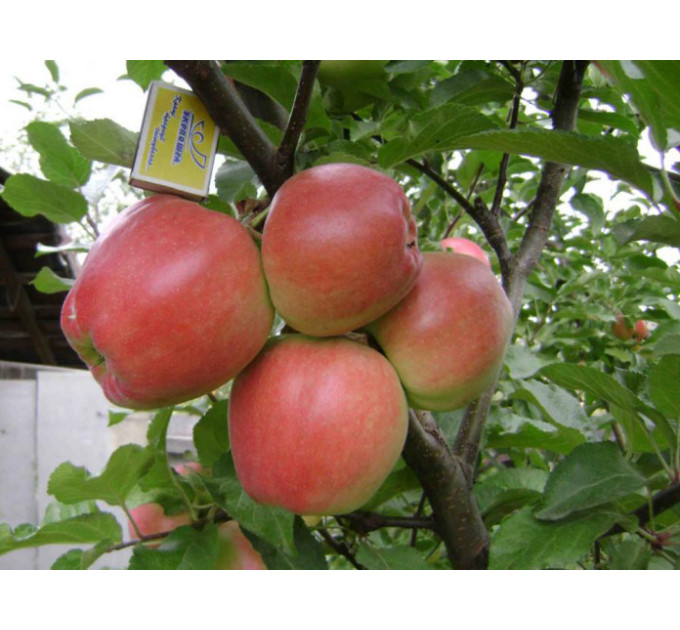 Саджанці яблуні сорт Граф Эззо