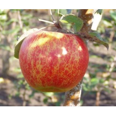 Саджанці яблуні сорт Аріва, зимова