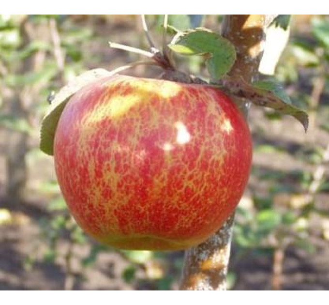 Саджанці яблуні сорт Аріва, зимова