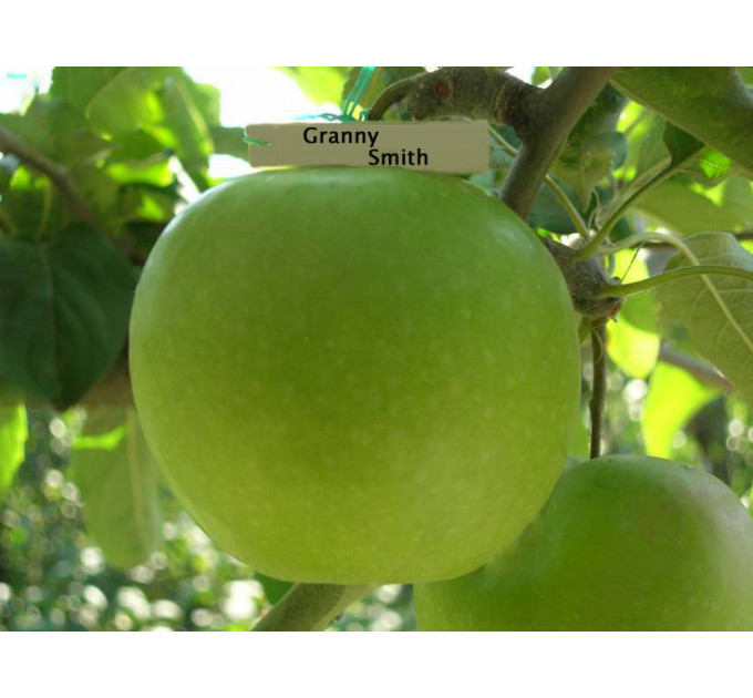 Яблуня "Гренні Сміт"