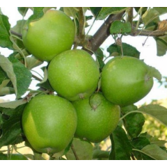 Саджанці яблуні сорт Гренні Сміт