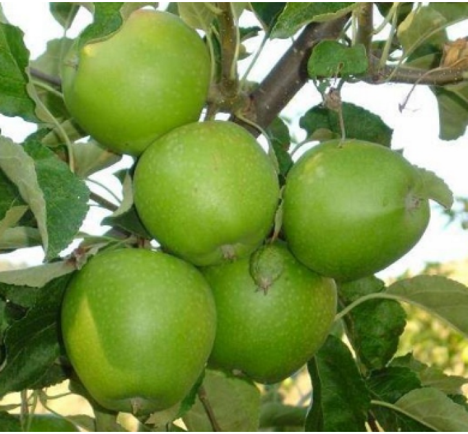 Саджанці яблуні сорт Гренні Сміт