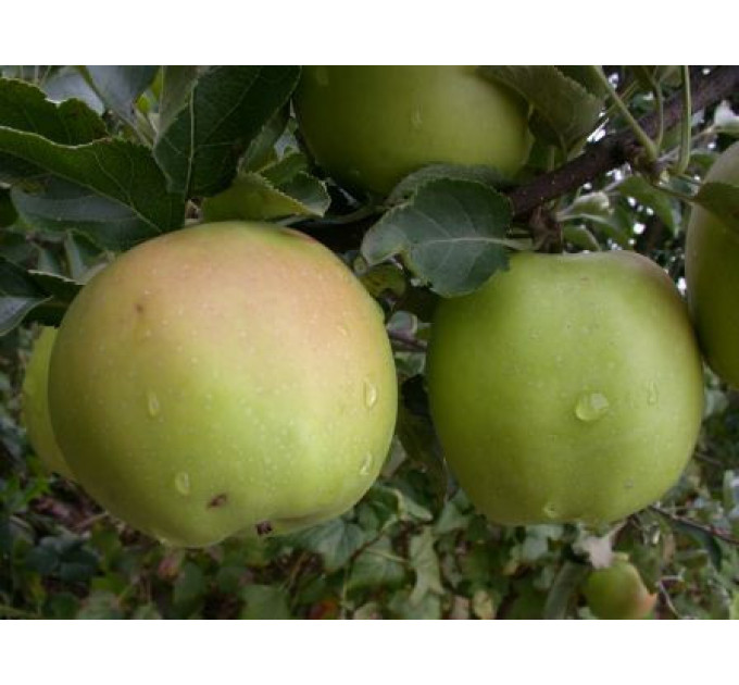 Яблоня сорт "Мутсу"