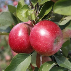 Саженцы яблони сорт Фуджи Фубракс
