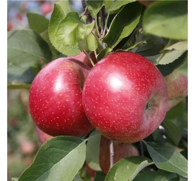 Саджанці яблуні сорт Фуджі Фубракс