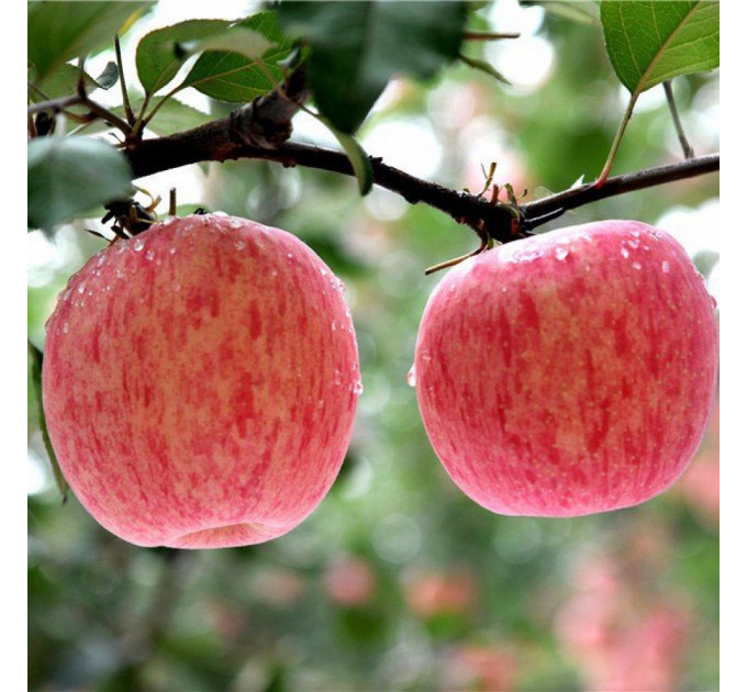 Саджанці яблуні сорт Фуджі Фубракс