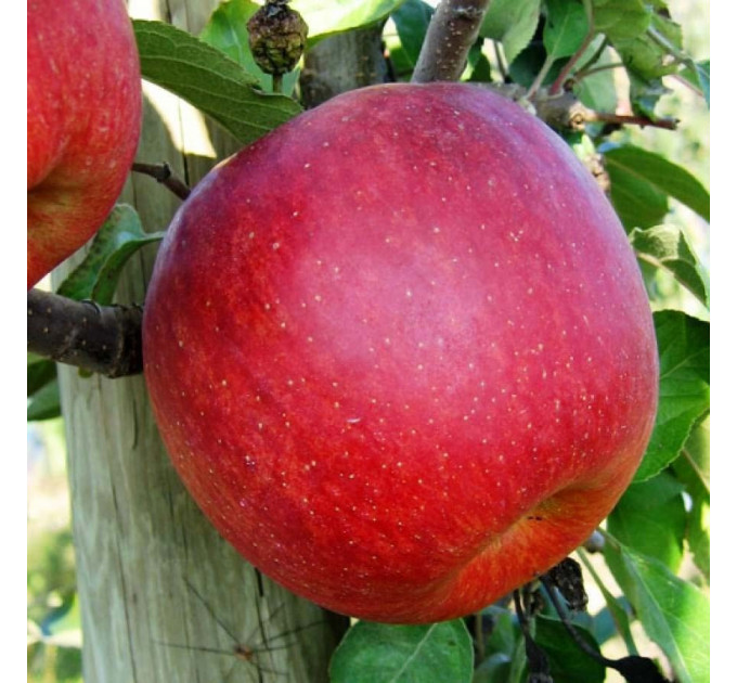 Саджанці яблуні сорт Фуджі Фубракс