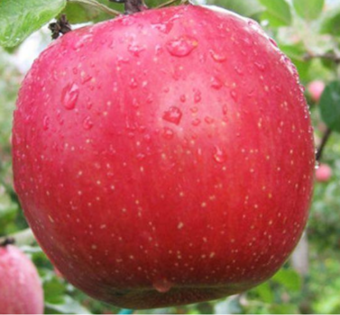 Саджанці яблуні сорт Фуджі Кіку 8