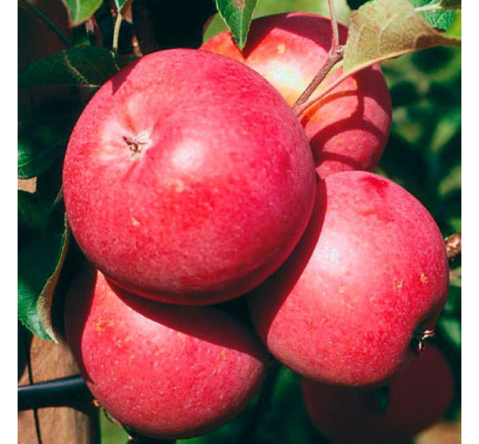 Яблуня сорт зимова Бені Шогун