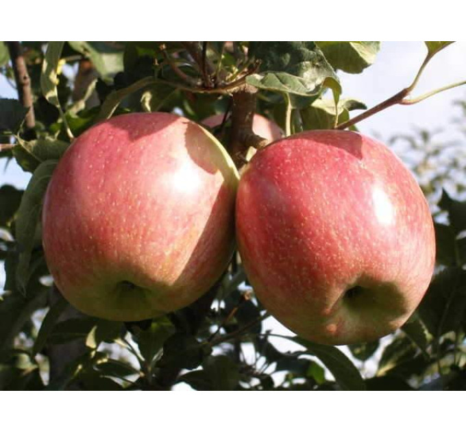 Саджанці яблуні сорт Фуджі Кіку 8