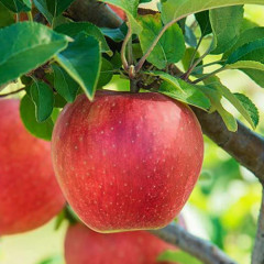 Саженцы яблони сорт Фуджи Кику 8 