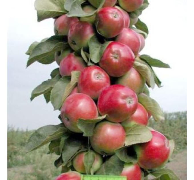 Яблуня колоновидна сорт Валюта (зимова)