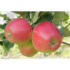 Саджанці яблуні сорт Едера