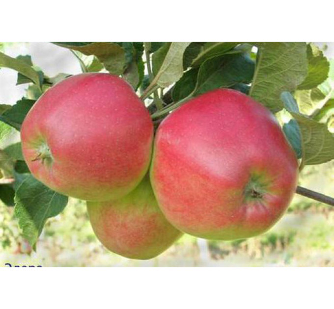 Саджанці яблуні сорт Едера