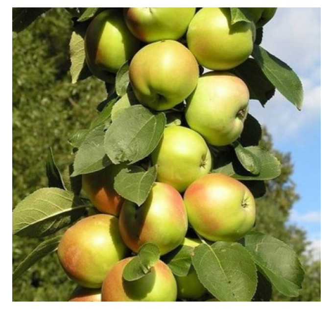 Яблоня колоновидная сорт Патриот (летняя)