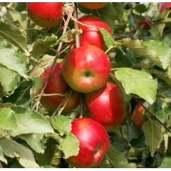 Саджанці колоновидної яблуні сорт Останкіно (осіння)