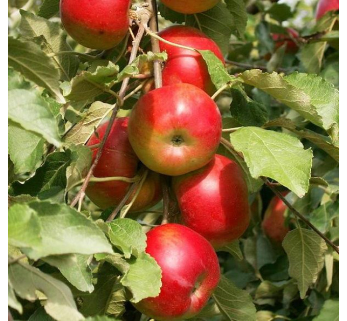 Саджанці колоновидної яблуні сорт Останкіно (осіння)