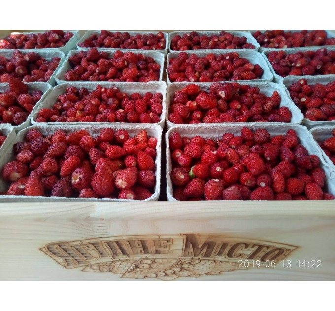 Саженцы земляники сорт Барон Солемахер, 2 года 2 л