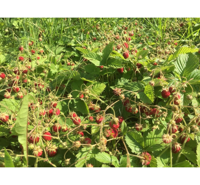 Саженцы земляники сорт Барон Солемахер, 2 года 2 л