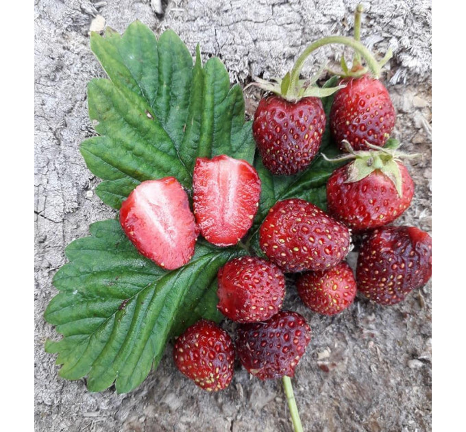 Саженцы земляники сорт Барон Солемахер, 2 года 2 л