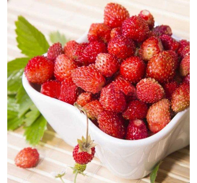 Земляника сорт Али Баба, горшок P9