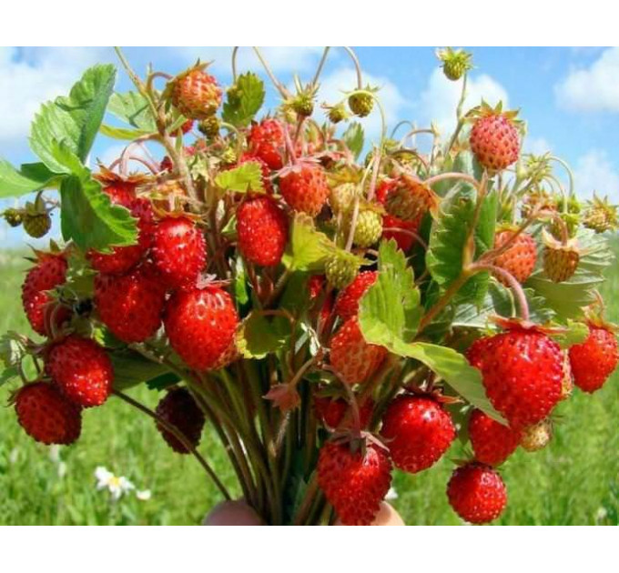 Земляника сорт Али Баба, горшок P9