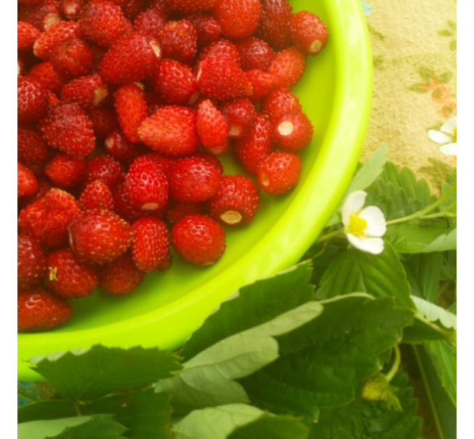 Земляника сорт Али Баба, горшок P9